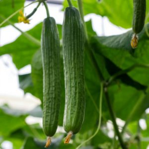 english organic cucumbers