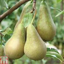 organic pears - 500g
